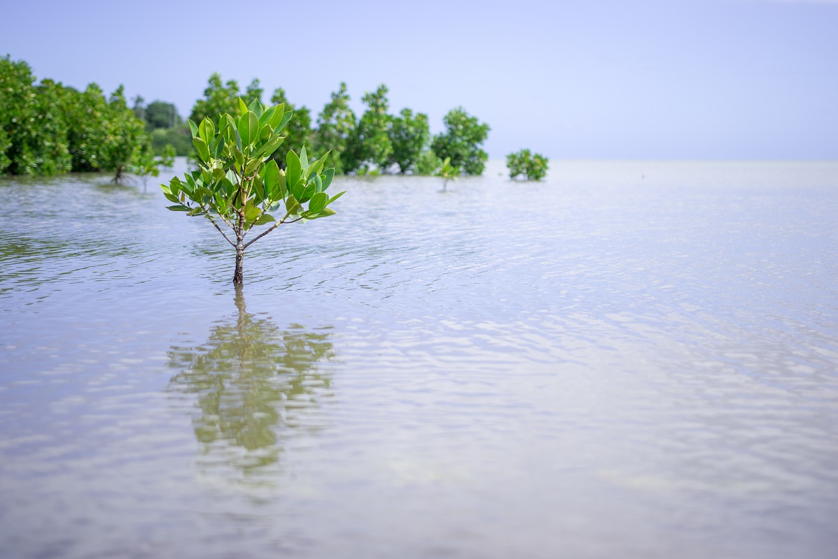 Mangrove - West Coast Mauritius