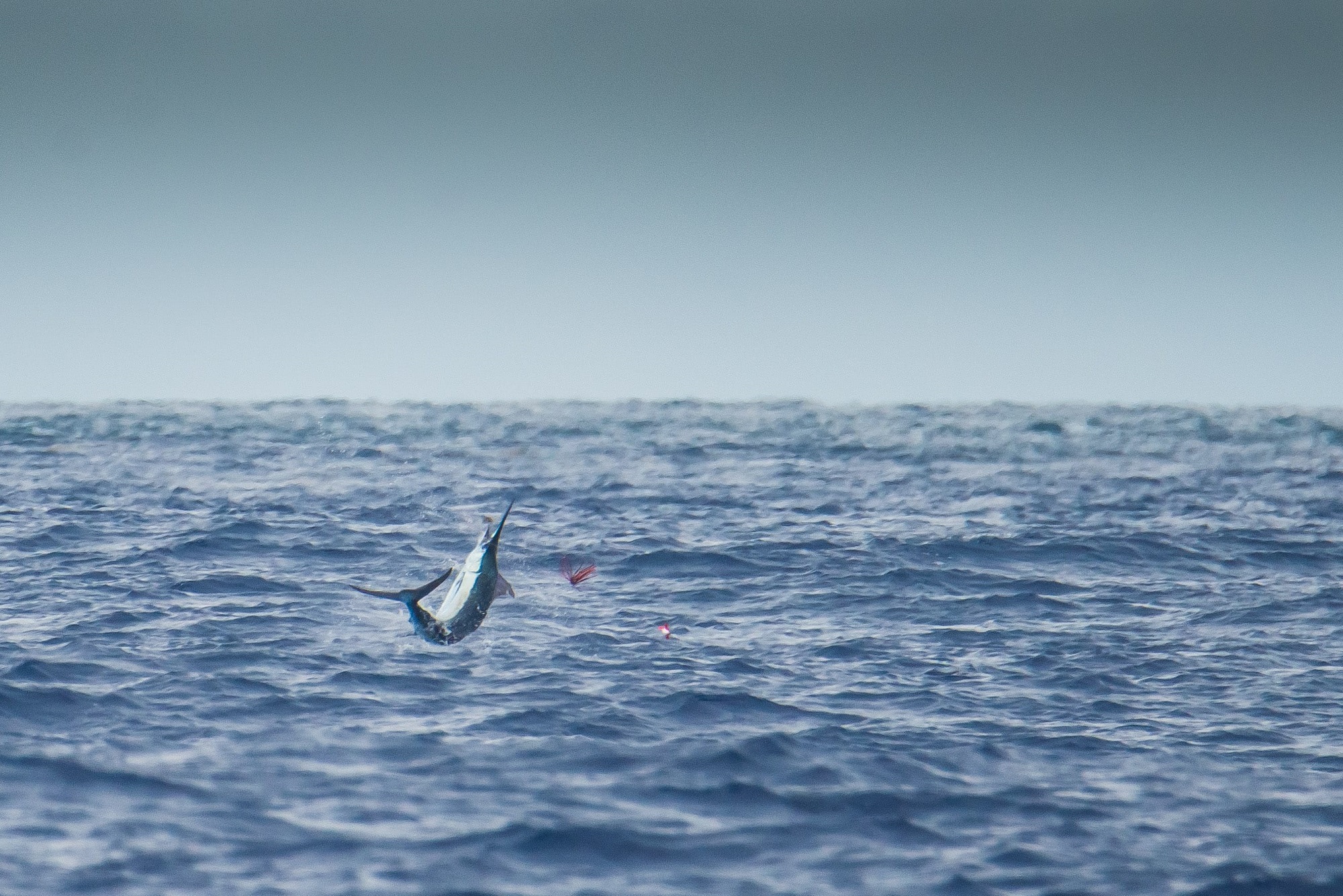 Mauritius Billfish Release International Tournament_6